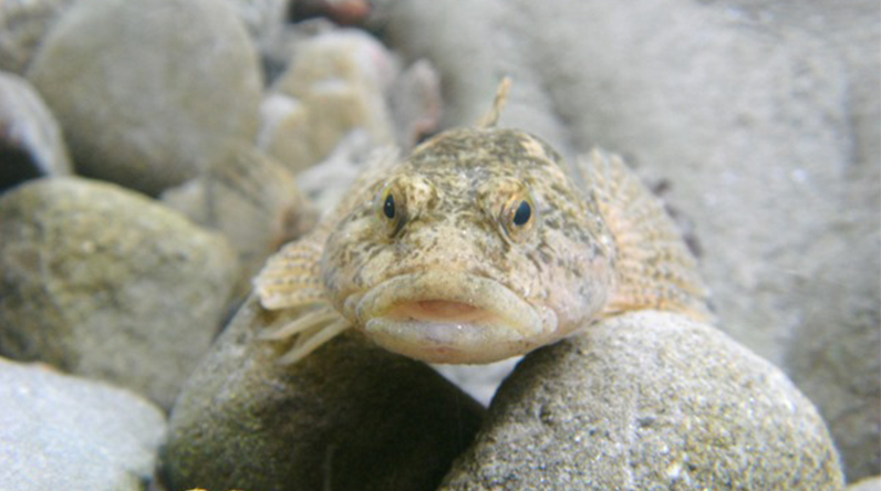 Melaverde - Il Parco dei Laghi Suviana e Brasimone - 28/04/2024